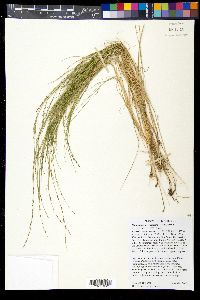 Muhlenbergia cuspidata image