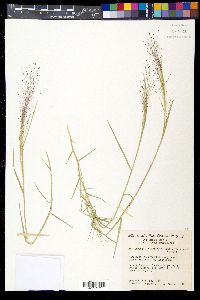 Muhlenbergia asperifolia image