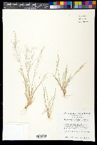 Muhlenbergia minutissima image