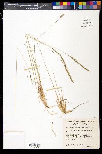 Muhlenbergia montana image