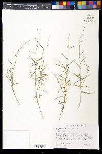 Muhlenbergia schreberi image