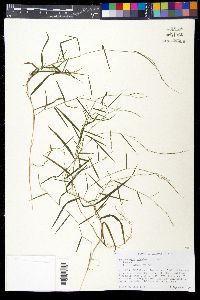 Muhlenbergia schreberi image