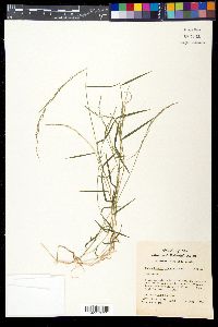 Muhlenbergia schreberi image