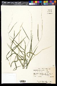 Muhlenbergia tenuiflora image