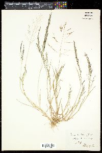 Eragrostis pilosa image