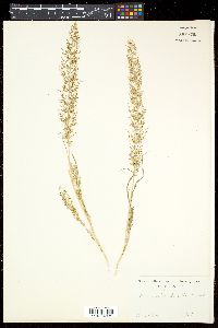 Eragrostis amabilis image