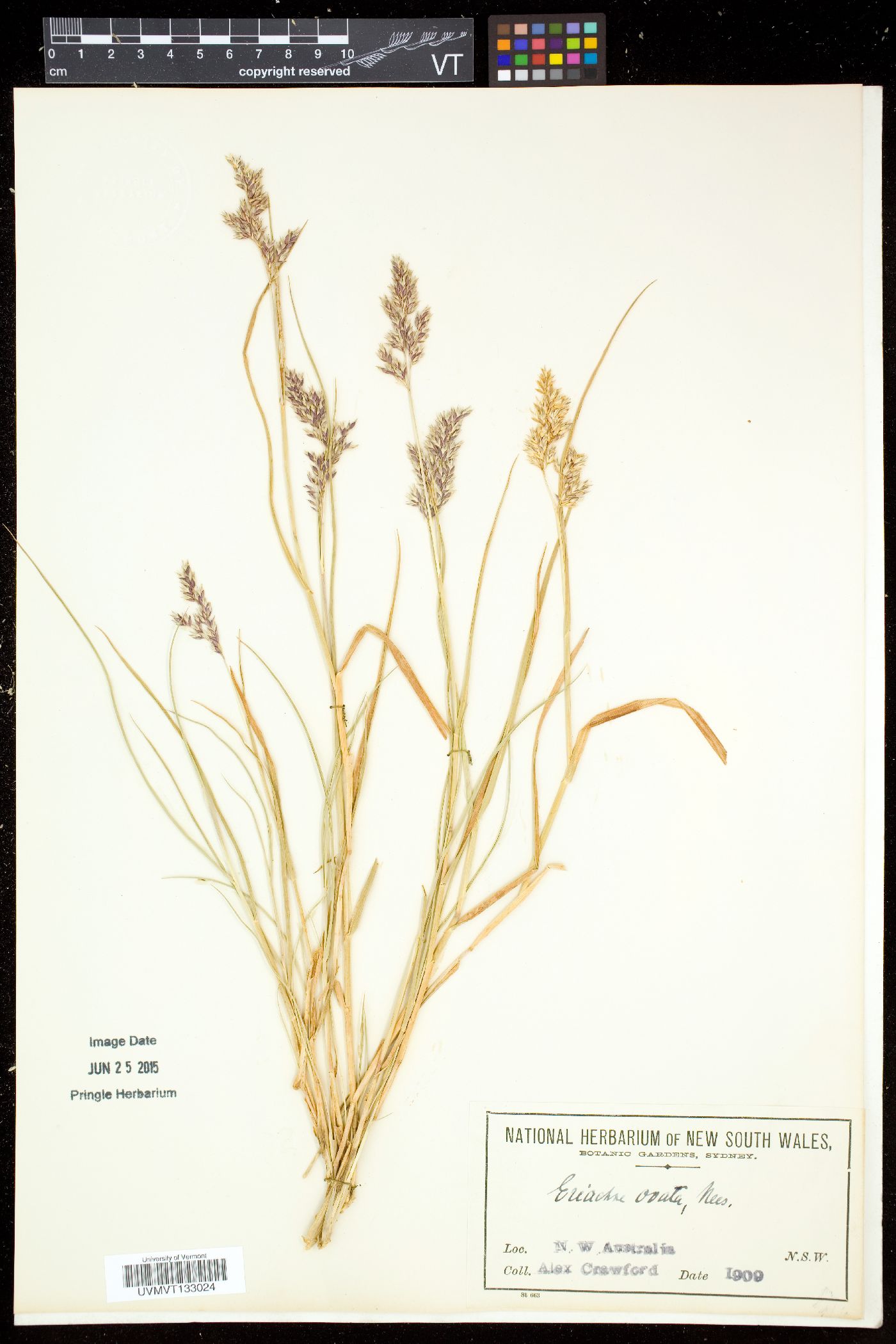Eriachne image