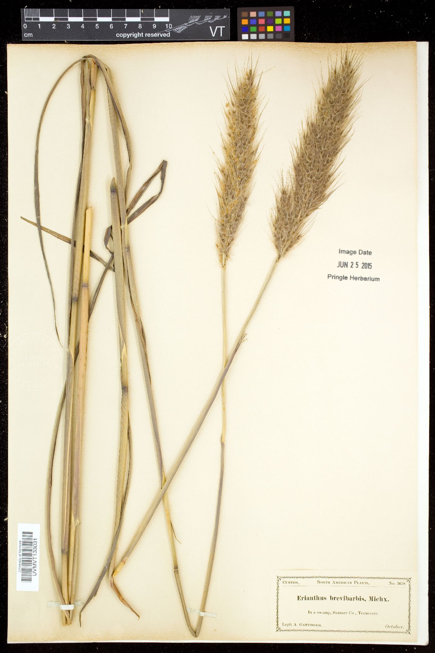 Erianthus image