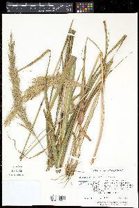 Saccharum brevibarbe var. contortum image
