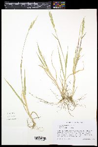 Eriochloa contracta image
