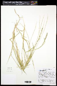 Eriochloa contracta image