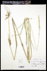 Eriochloa punctata image