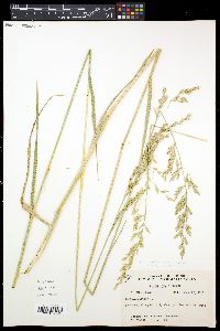 Lolium pratense image