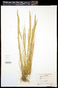 Vulpia myuros image