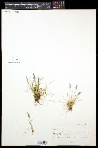 Festuca ovina image