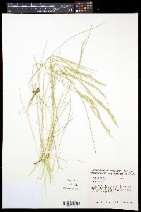 Festuca rubra image