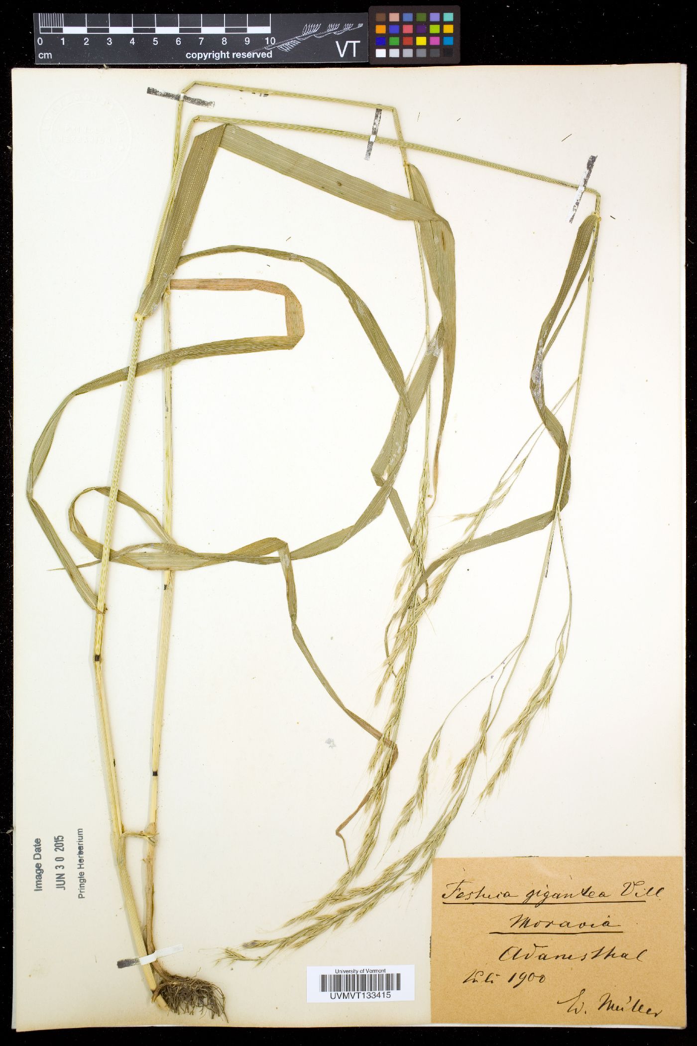 Festuca gigantea image