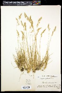 Festuca arvernensis image