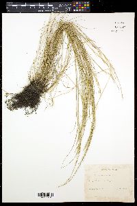 Vulpia myuros image