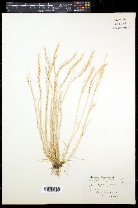 Vulpia myuros image