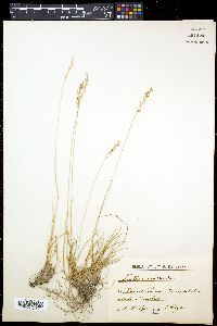 Festuca pallens image
