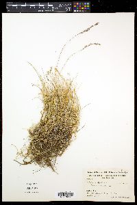 Festuca rubra image