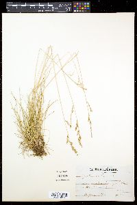 Festuca rubra image