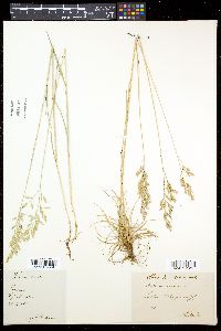 Festuca rubra image