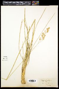 Festuca spadicea image