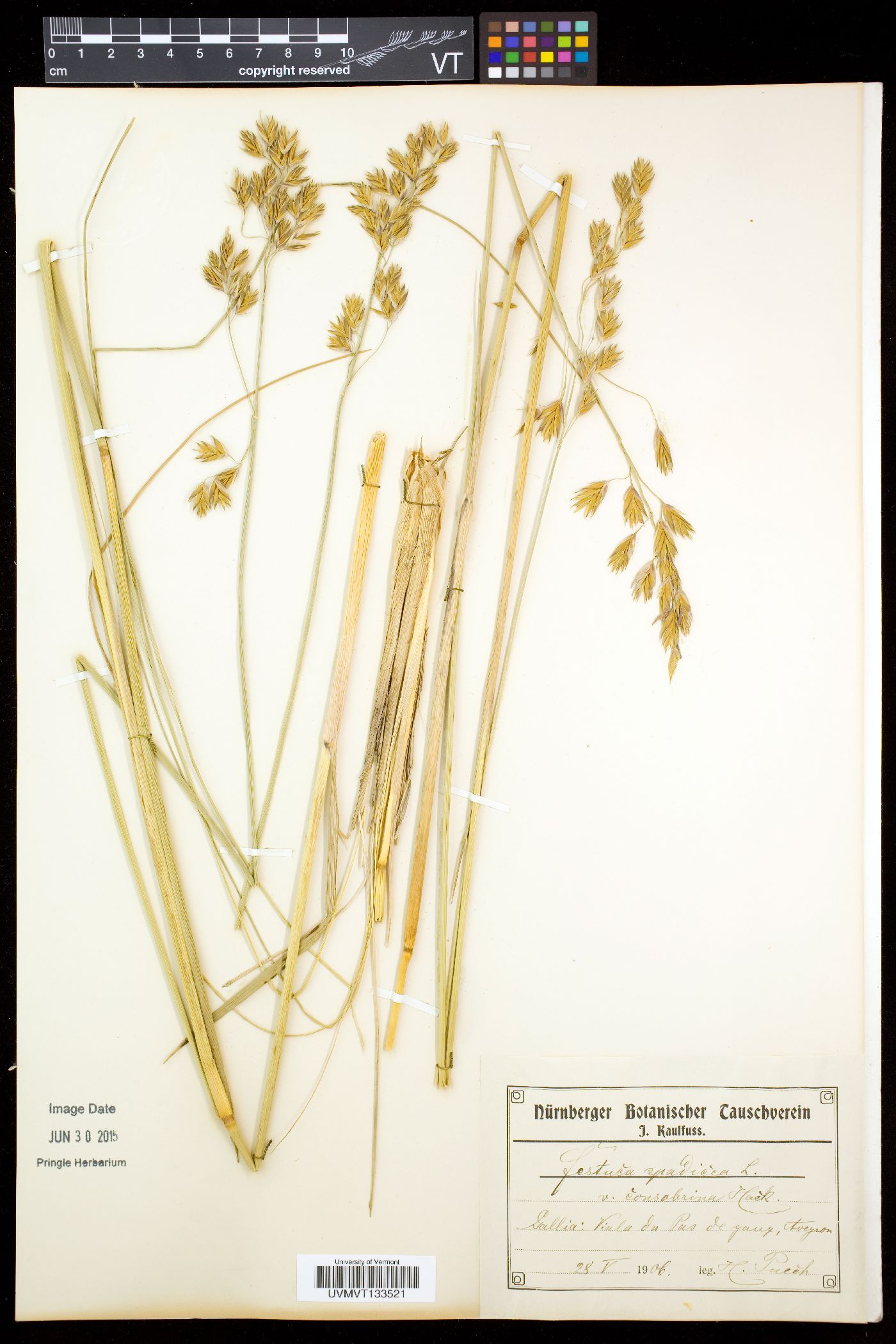 Festuca spadicea image