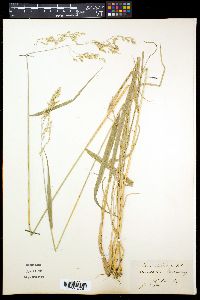 Brachypodium sylvaticum image
