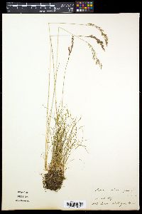 Festuca violacea image