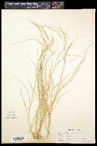 Garnotia stricta image