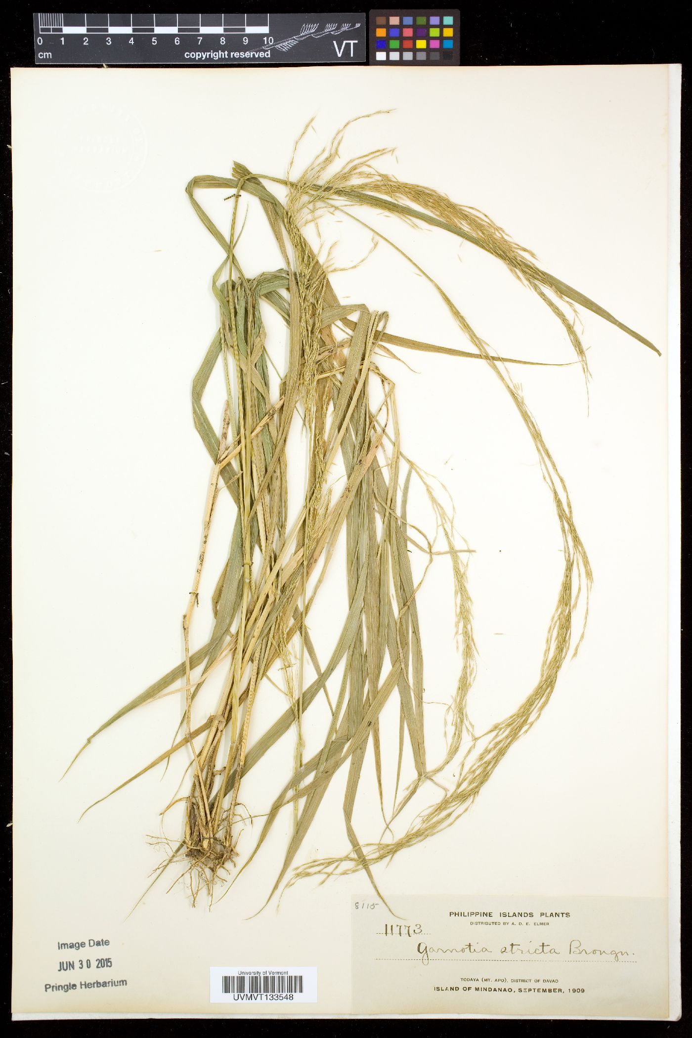 Garnotia stricta image