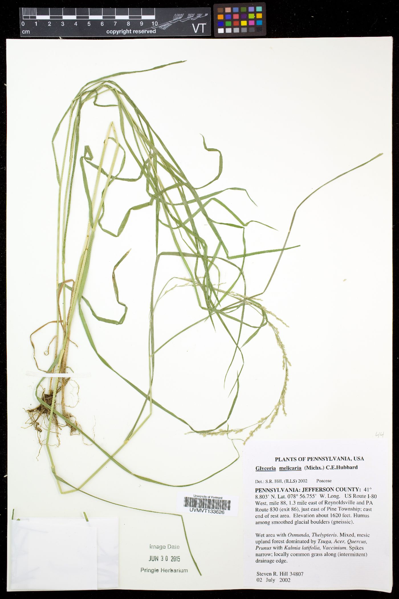 Glyceria melicaria image