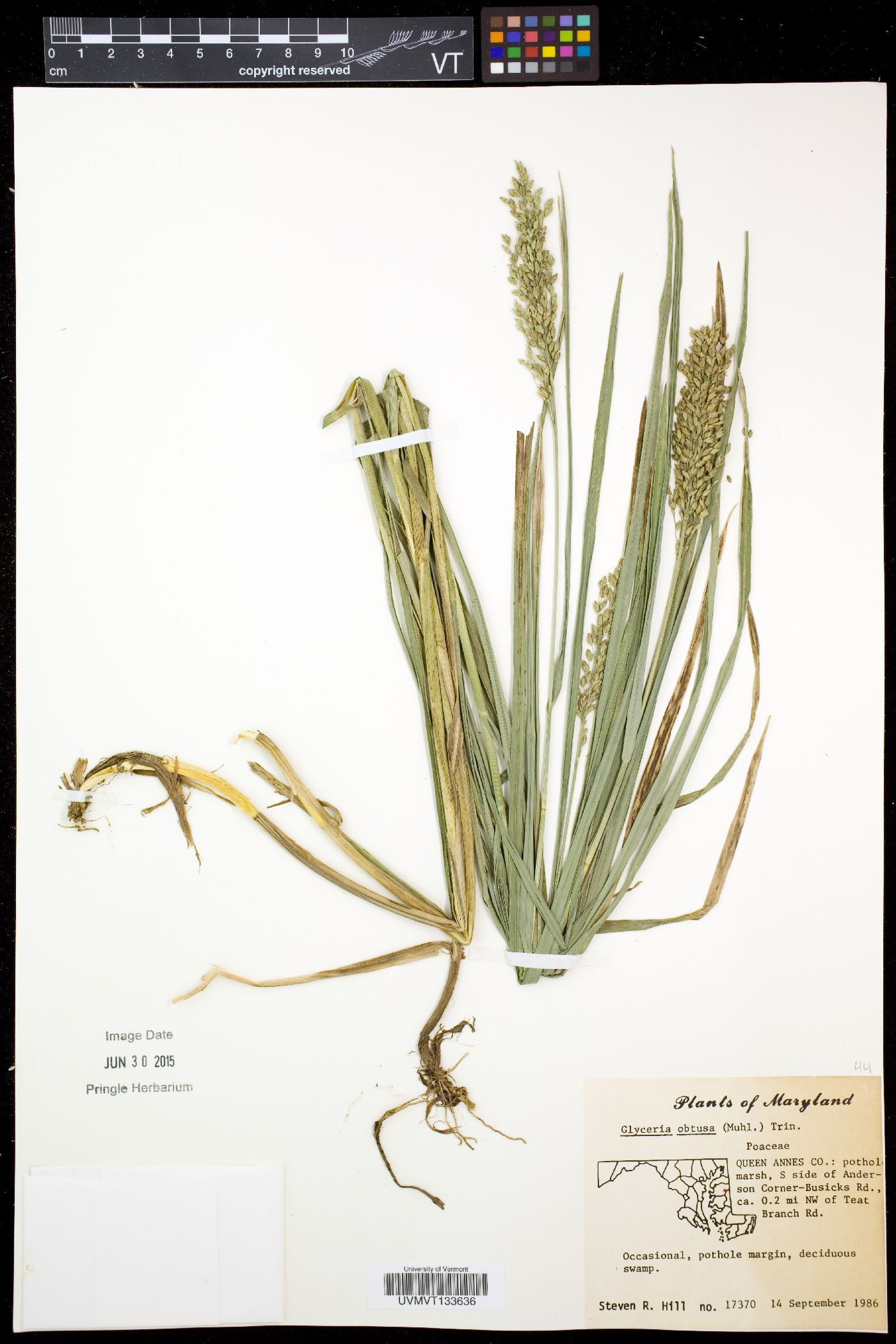 Glyceria obtusa image