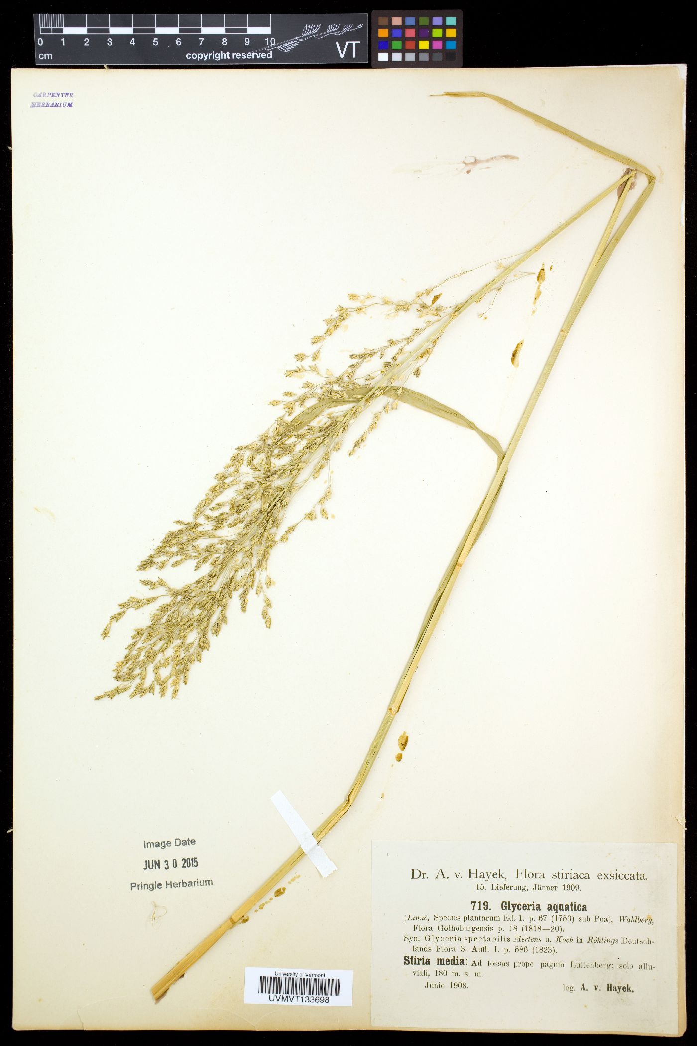 Glyceria aquatica image