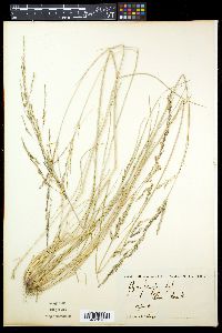Puccinellia festuciformis image