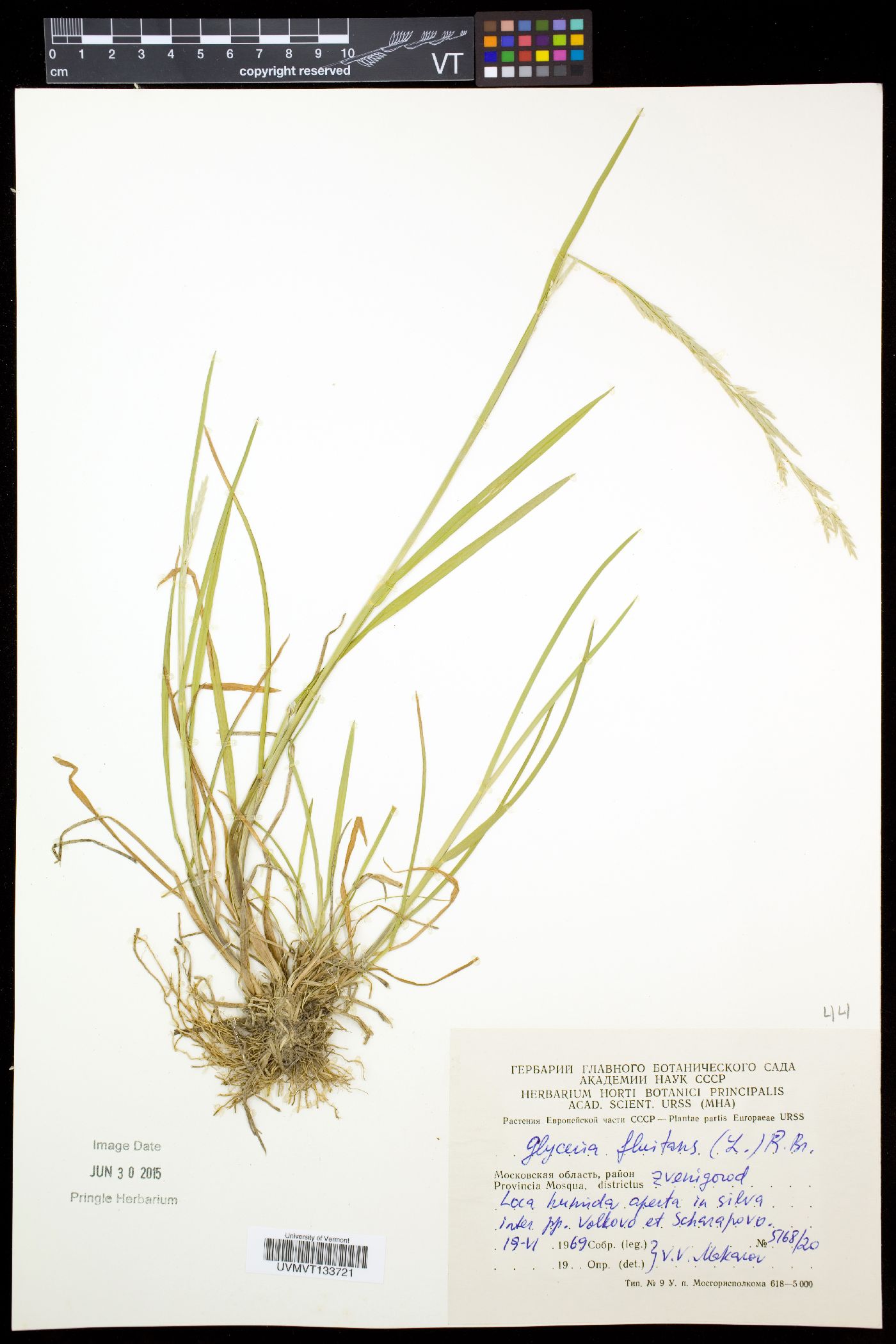 Glyceria fluitans image
