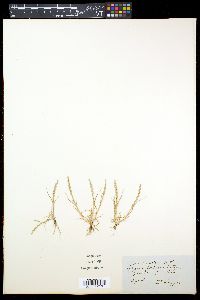 Glyceria lolicacea image