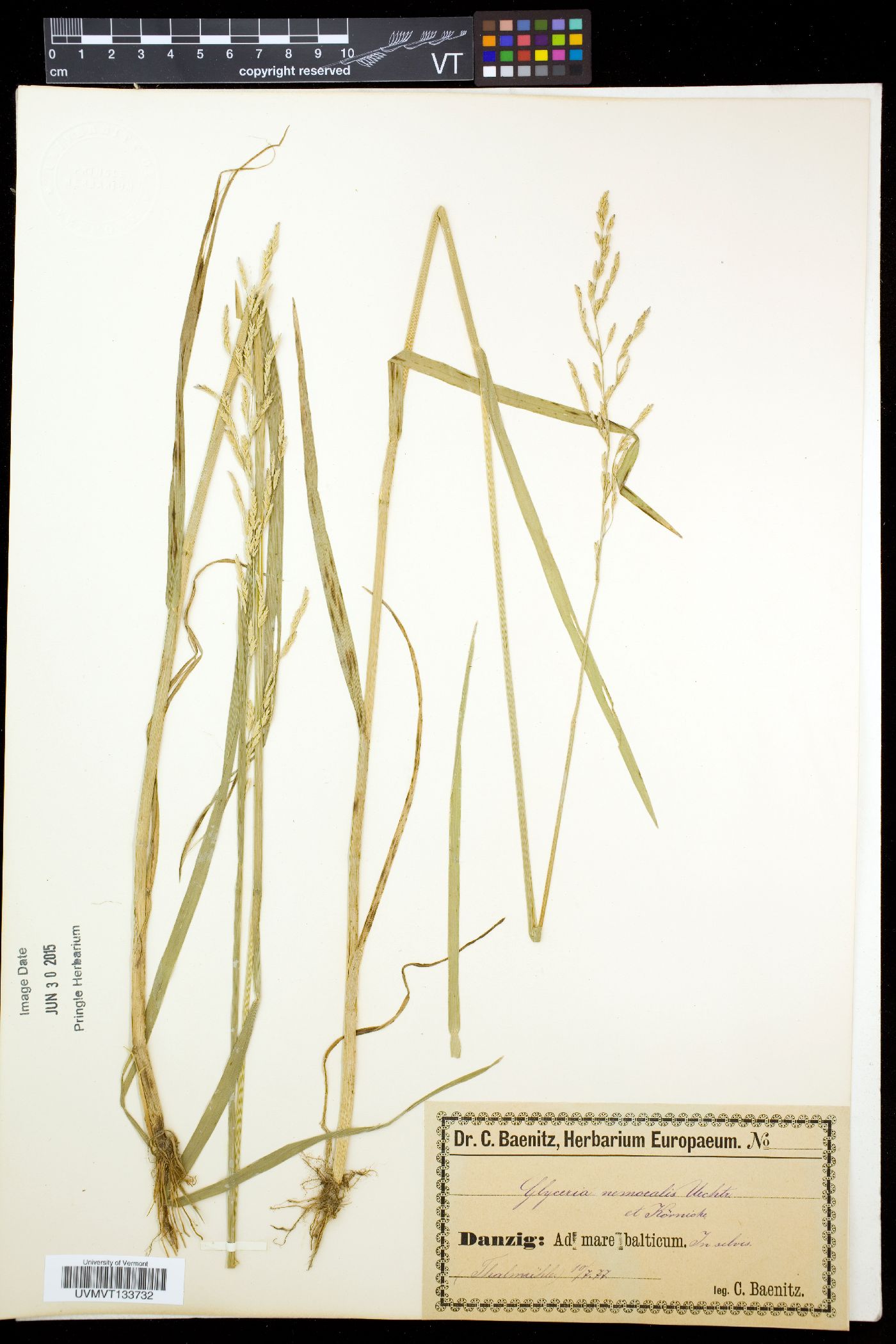 Glyceria nemoralis image