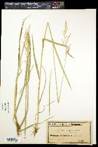 Media resource of Glyceria nemoralis