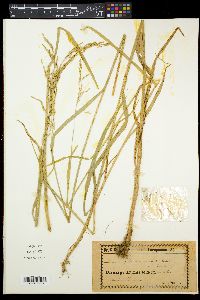 Glyceria nemoralis image