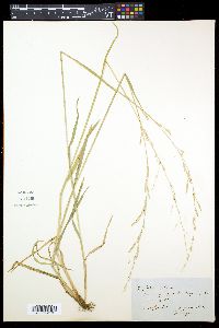 Glyceria notata image