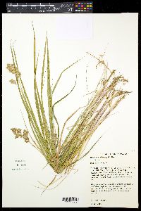 Anthoxanthum nitens image