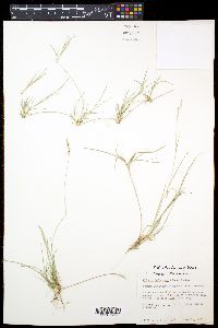 Hilaria belangeri image