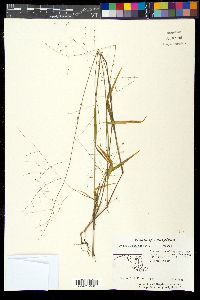 Kellochloa verrucosa image