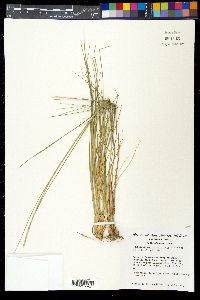Muhlenbergia wrightii image