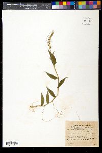 Oplismenus undulatifolius image