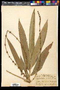 Bambusa vulgaris image